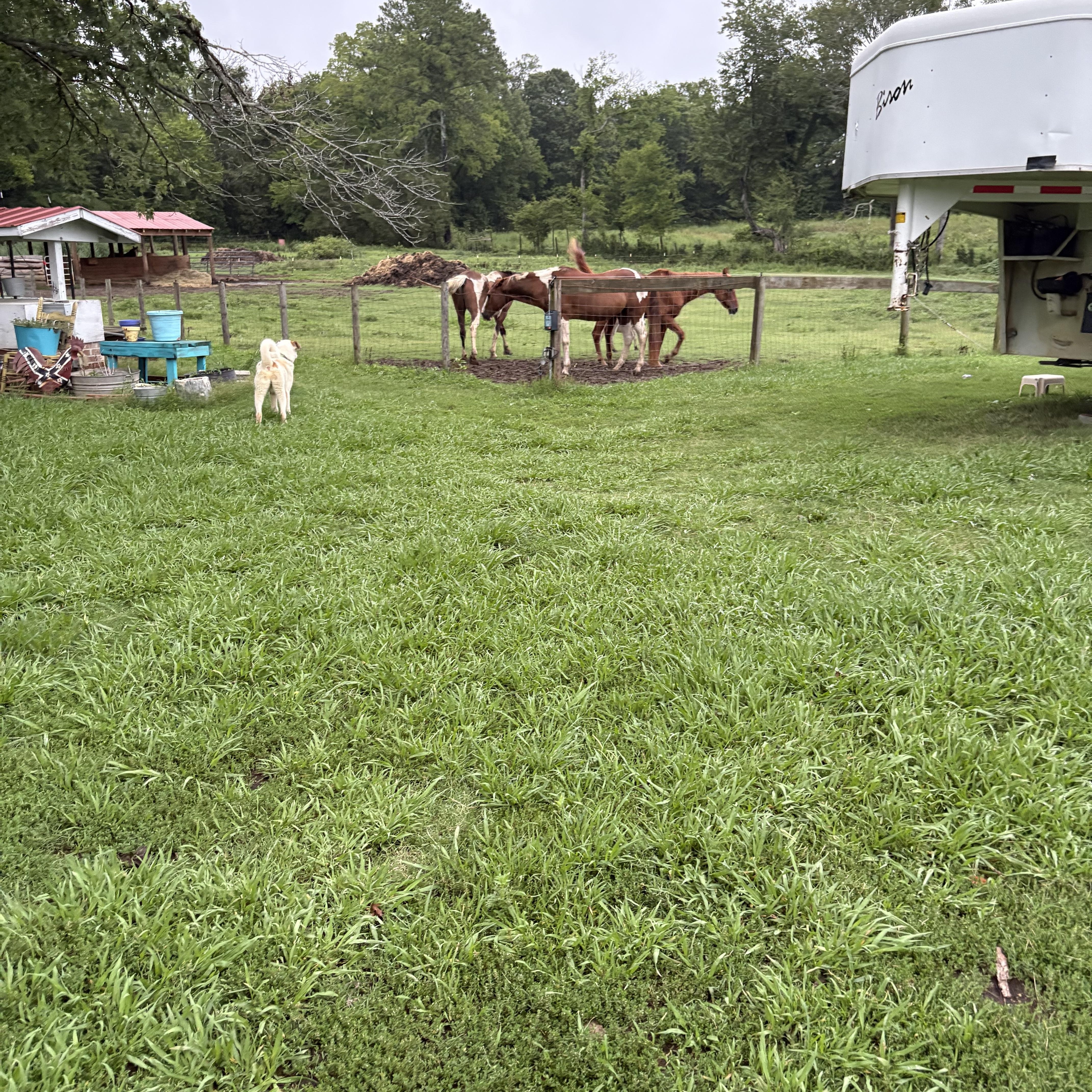 A baby medium-sized male Brown / Chocolate Anatolian Shepherd dog named Jarrod for adoption in Cary, NC