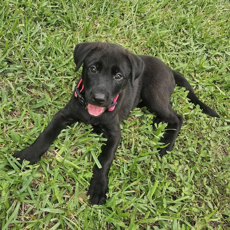 A baby medium-sized female Labrador Retriever dog named Marilyn for adoption in Saint Petersburg, FL