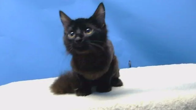 A baby small-sized male Domestic Short Hair cat named Ghostface for adoption in Gardena, CA
