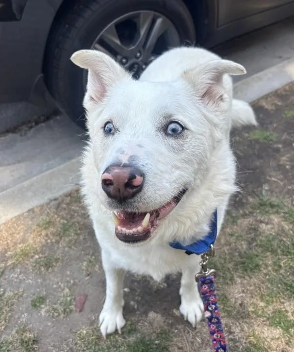 An adult large-sized male Australian Shepherd dog named Trooper for adoption in Oceanside, CA