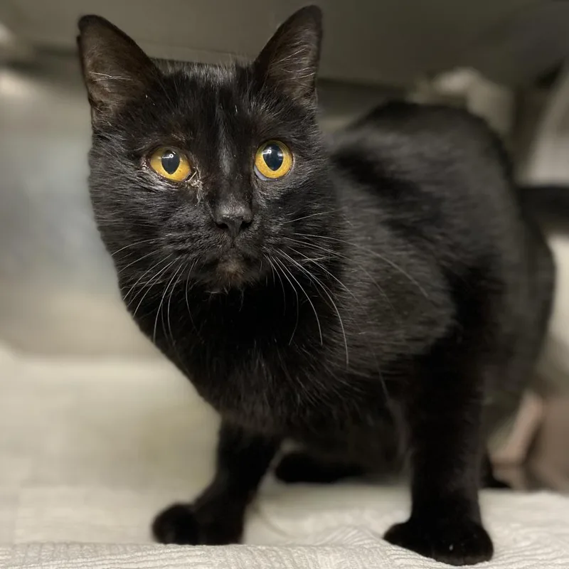 A young medium-sized female Black Domestic Short Hair cat named Blake Lively for adoption in Palm Springs, CA