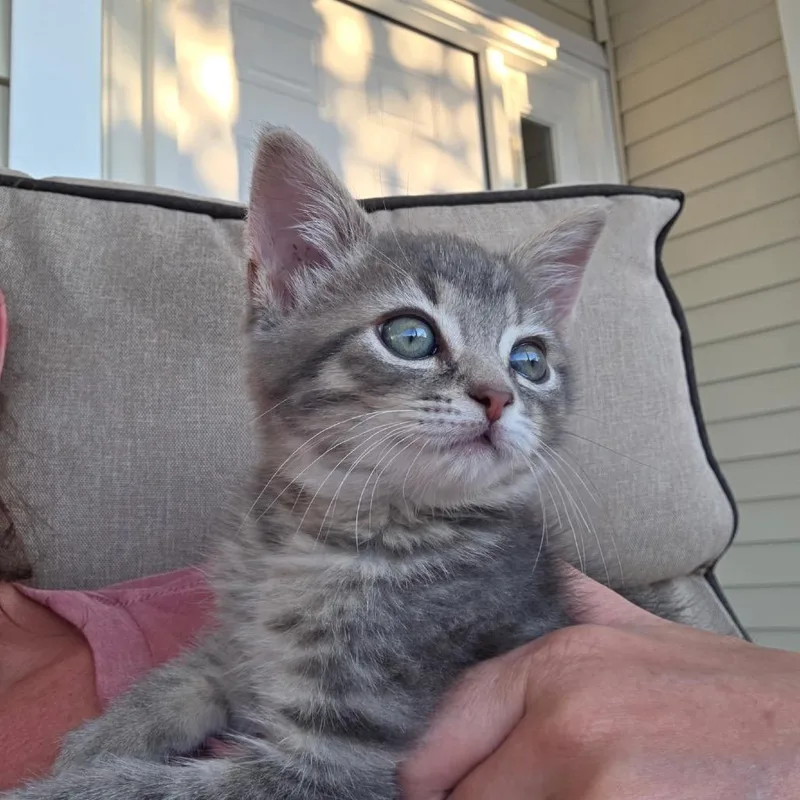 A baby small-sized male Gray / Blue / Silver Domestic Short Hair cat named Guppy for adoption in Hammonton, NJ