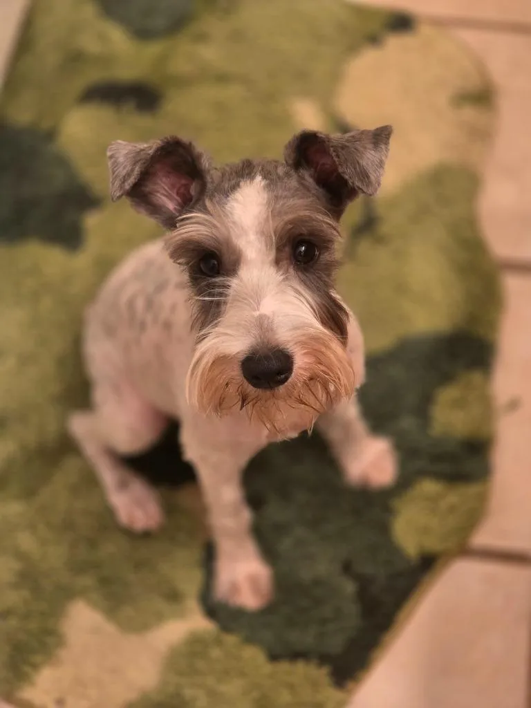 A baby small-sized female Schnauzer dog named Sparrow for adoption in Carthage, MO
