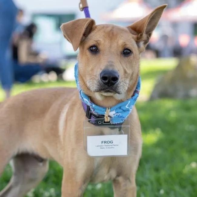 A young large-sized male Labrador Retriever dog named Frog for adoption in San Diego, CA