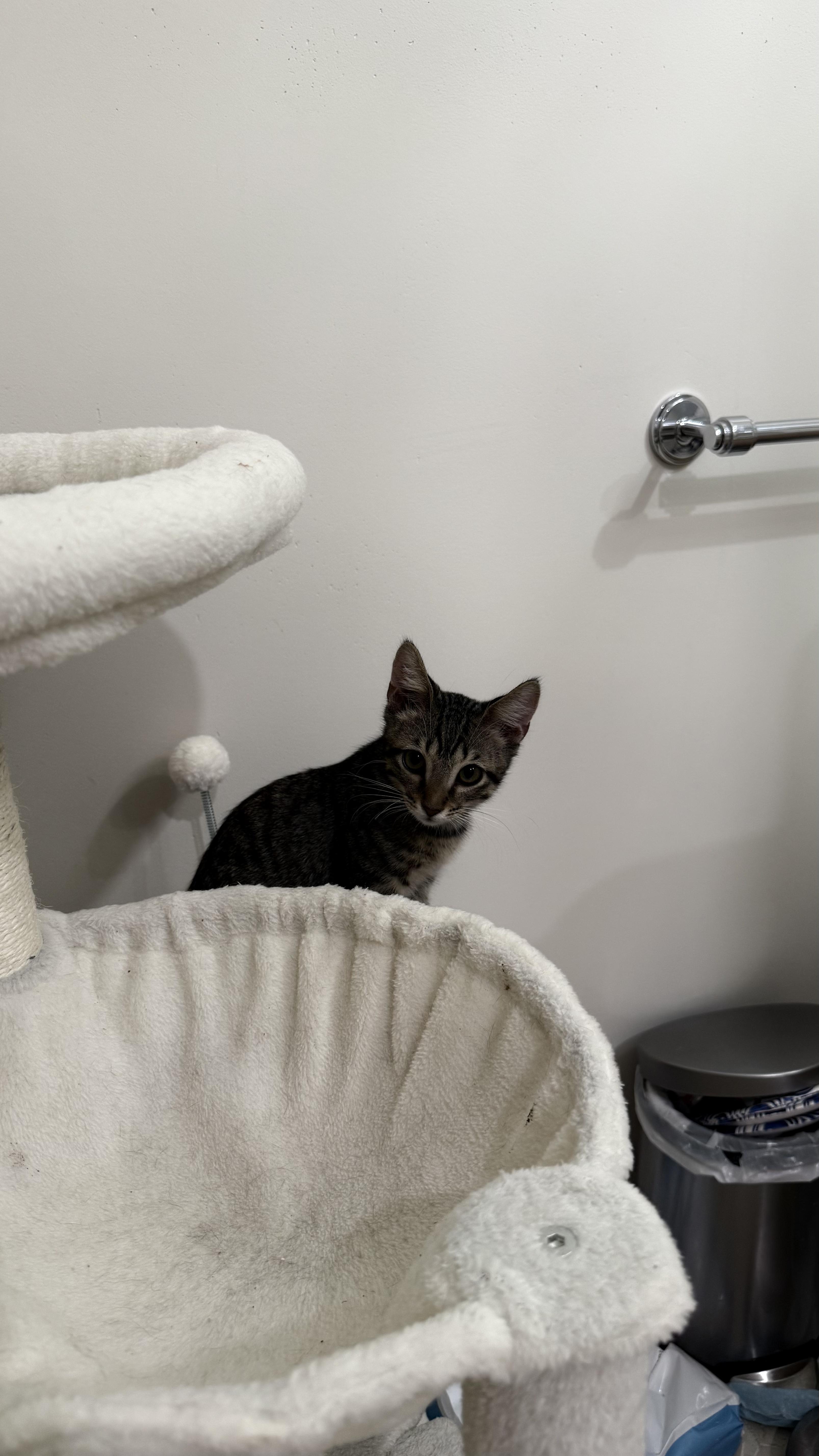 A young medium-sized male Maine Coon cat named Jinx for adoption in Key Biscayne, FL