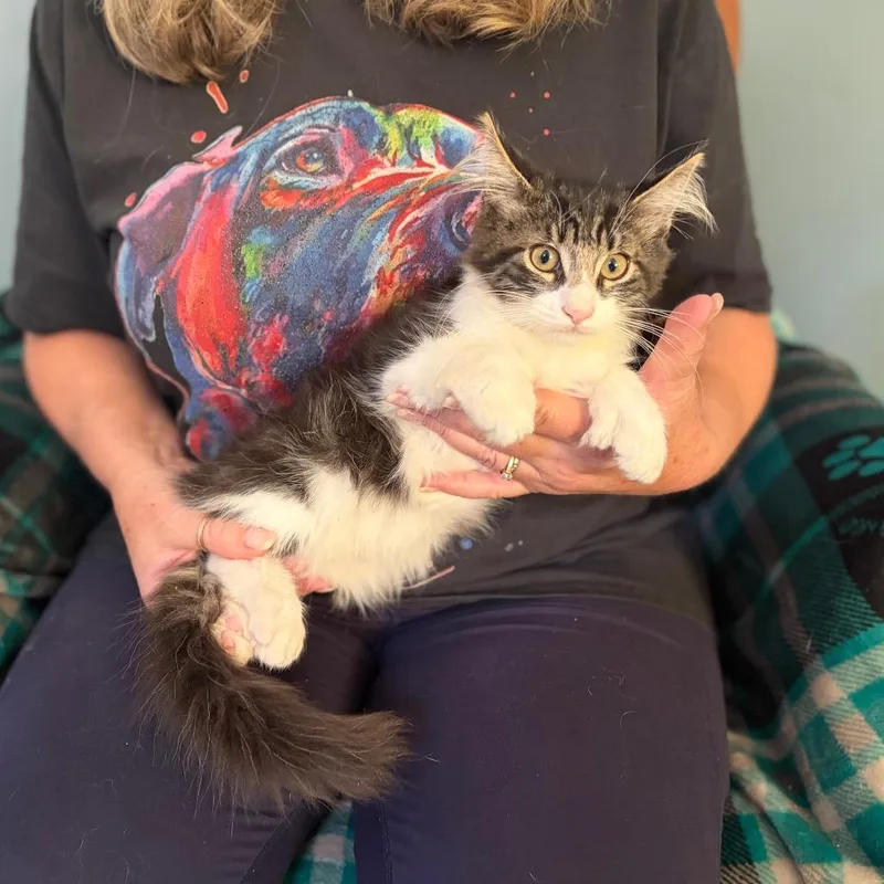 A baby medium-sized male Maine Coon cat named King for adoption in Sequatchie, TN