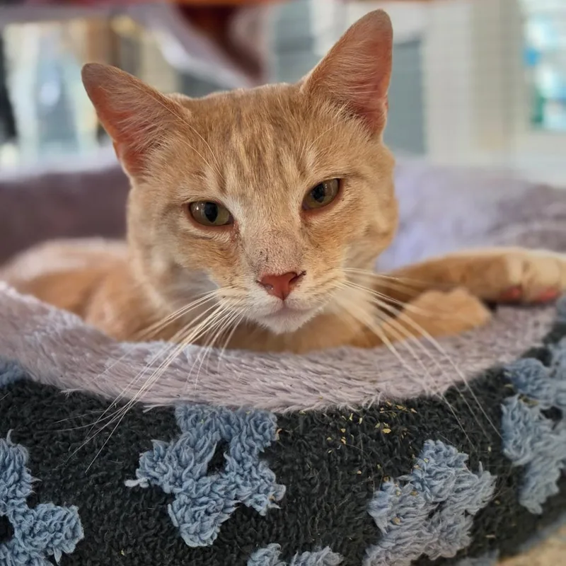 A young medium-sized male Buff / Tan / Fawn Domestic Short Hair cat named Carlos for adoption in Muncie, IN