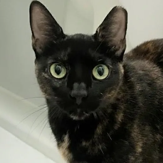 Rosie thumbnail 2