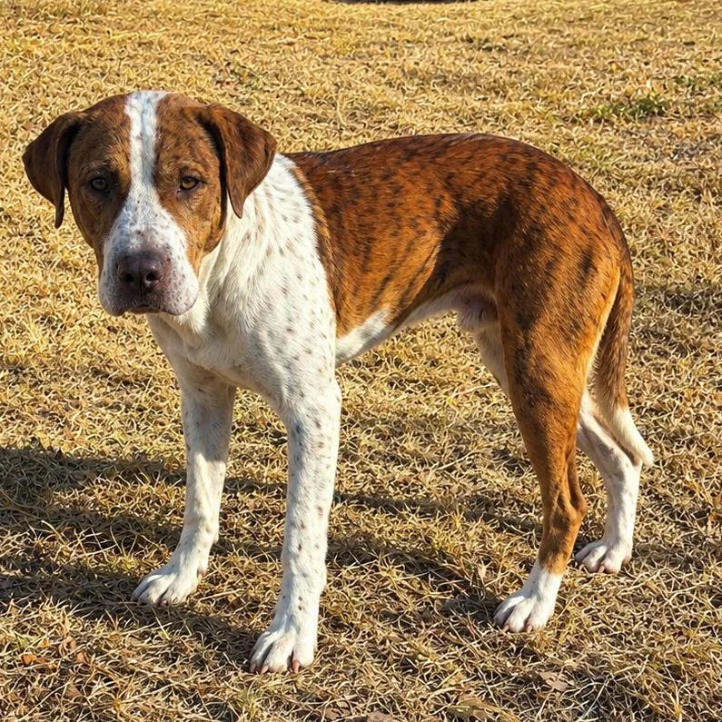 An adult medium-sized male White / Cream Mixed Breed dog named Baker for adoption in Pine Bluff, AR