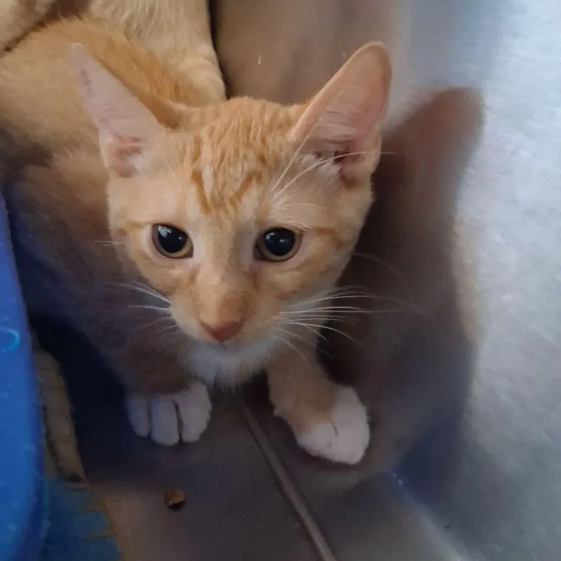 A young small-sized female Orange / Red Domestic Short Hair cat named Quinn for adoption in Kingman, AZ