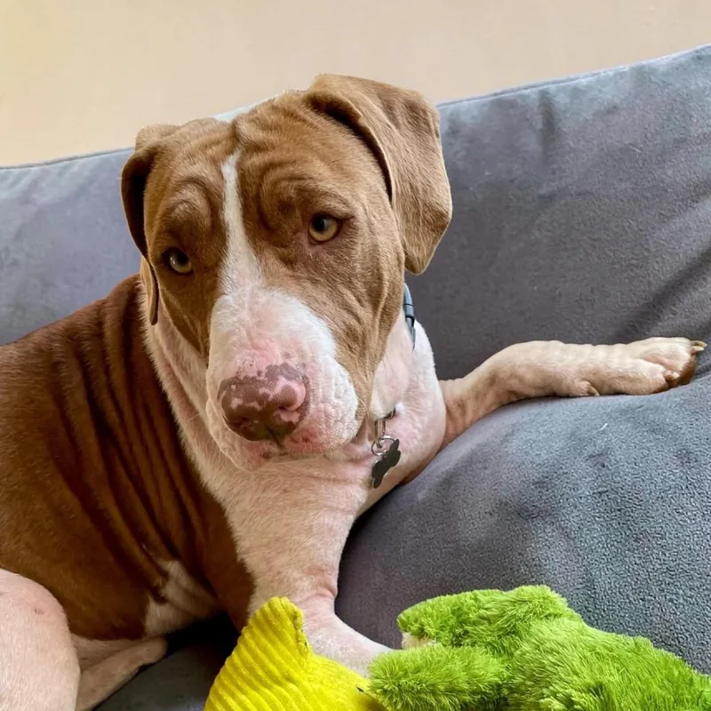 An adult large-sized female Bicolor Pit Bull Terrier dog named Ruby for adoption in Richmond, KY