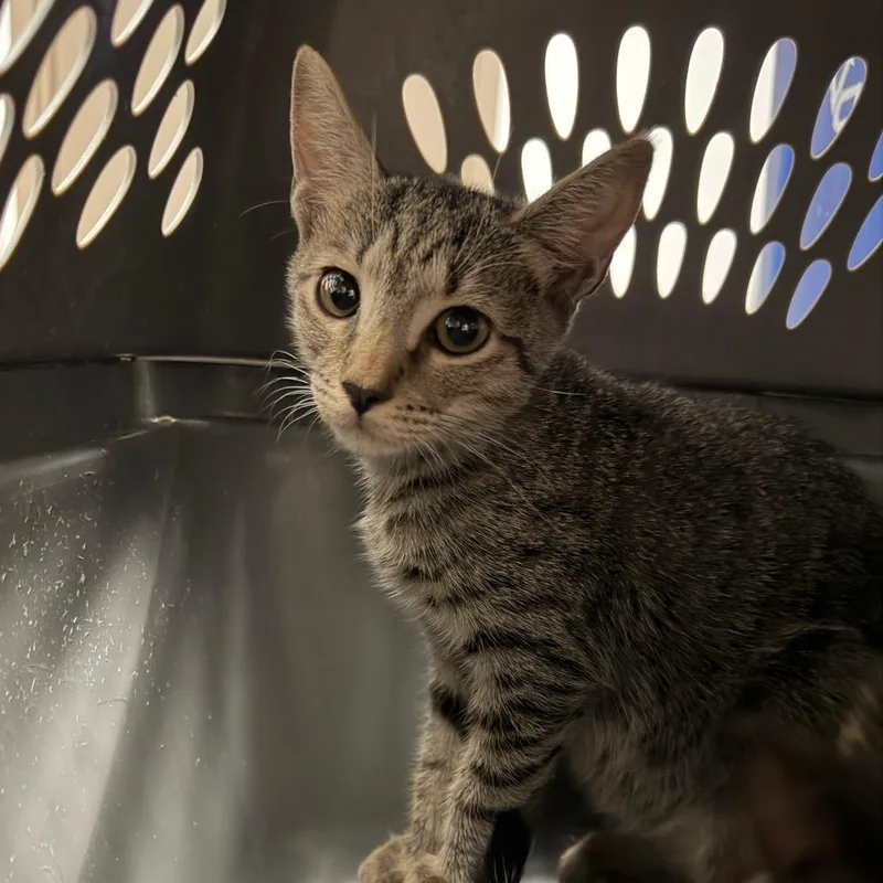 A baby small-sized female Brown / Chocolate Domestic Short Hair cat named Tina for adoption in Birmingham, AL