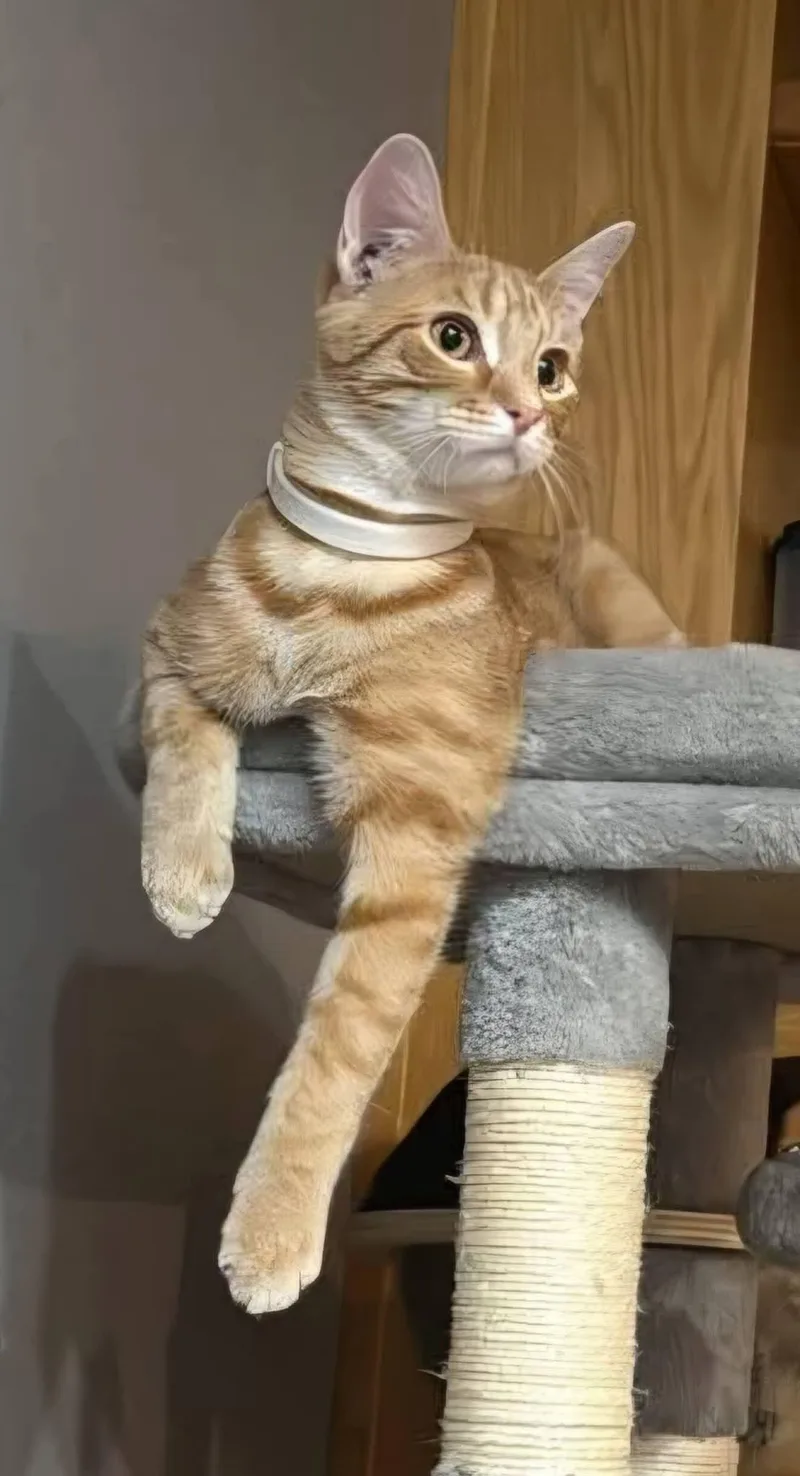 Sherbert thumbnail 2