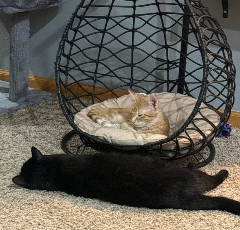 Sherbert thumbnail 3