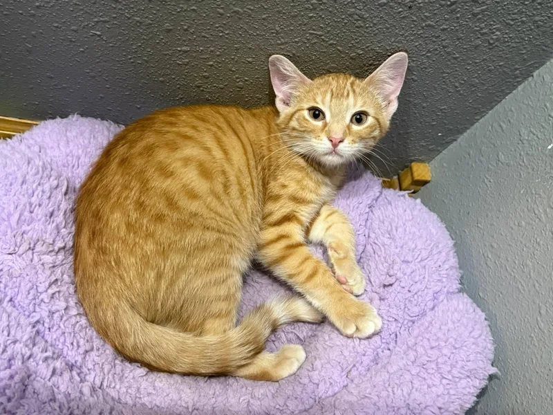 Sherbert thumbnail 4