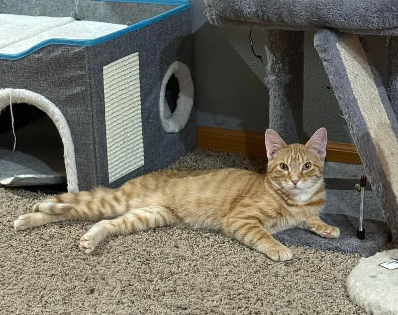 Sherbert thumbnail 6