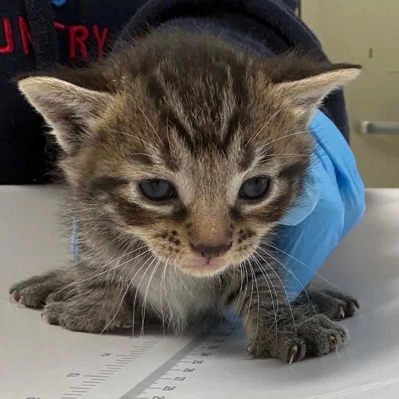 A baby small-sized female Brown / Chocolate Domestic Short Hair cat named Nova for adoption in Columbiana, AL