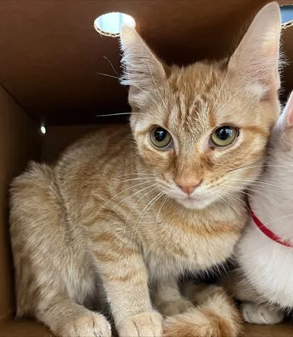 A baby small-sized female Domestic Short Hair cat named Tank Top for adoption in Westland, MI