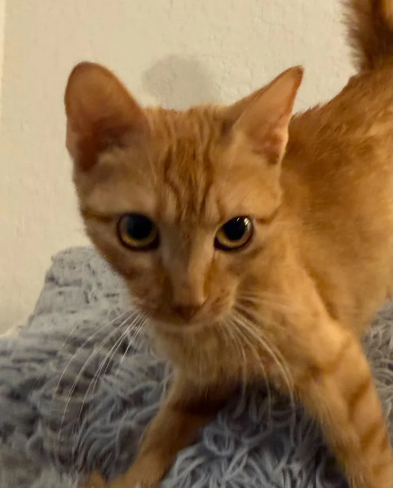 A young medium-sized female Orange & White Domestic Short Hair cat named Duchess for adoption in Kempner, TX