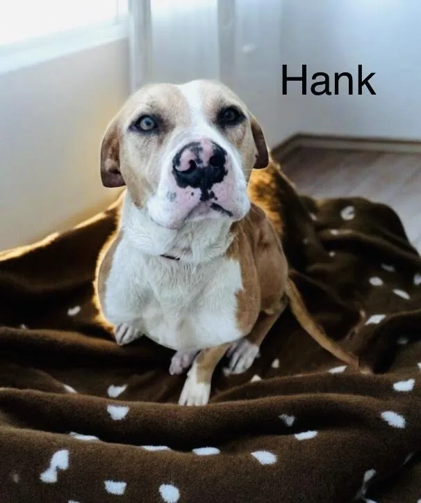 Hank