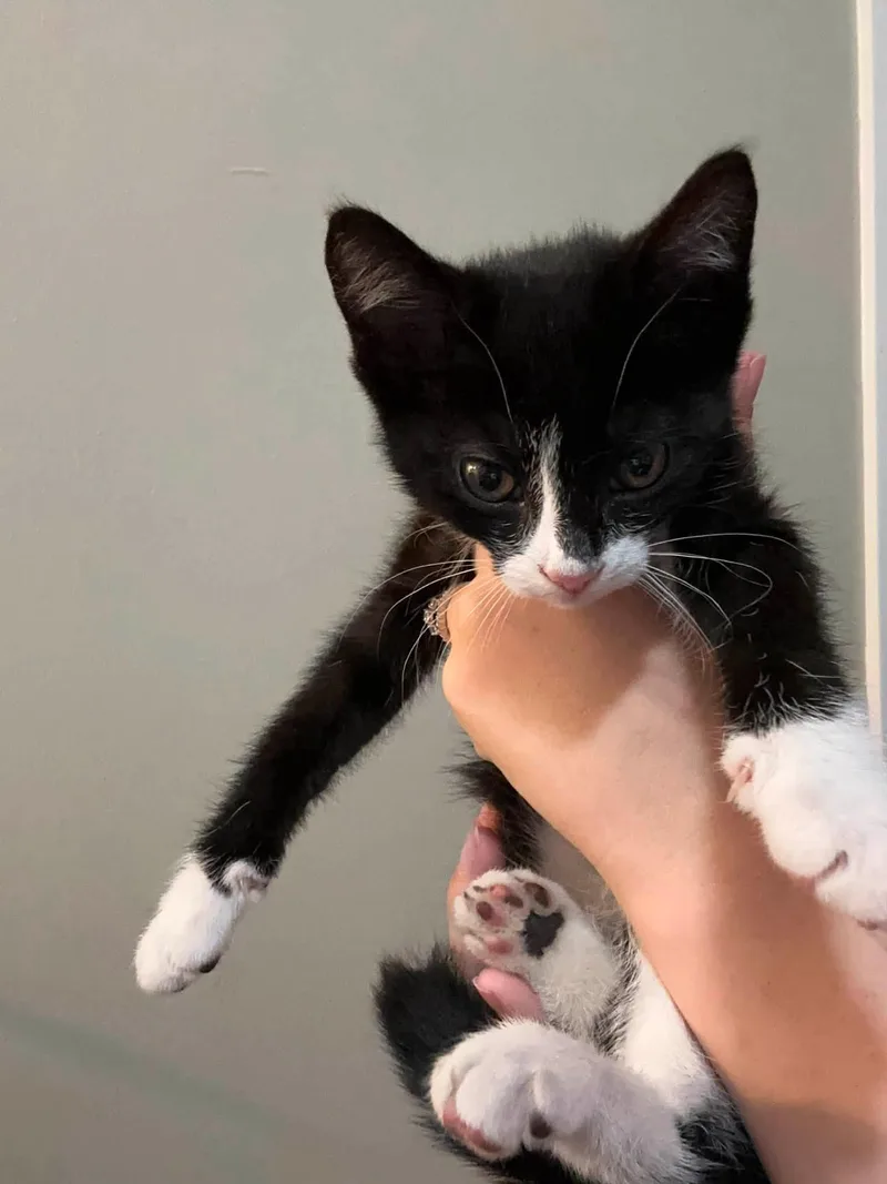 A baby small-sized female Domestic Short Hair cat named Alice for adoption in Enfield, CT