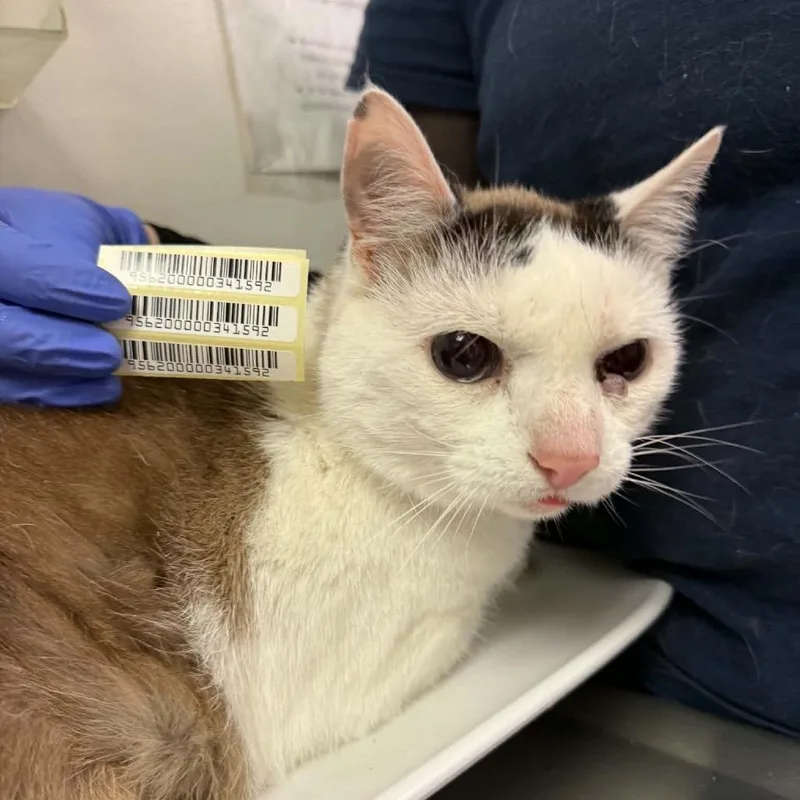 An adult medium-sized male Domestic Medium Hair cat named Ice King for adoption in Charleston, WV
