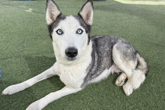 A young large-sized female Husky dog named Rarity for adoption in Mesa, AZ
