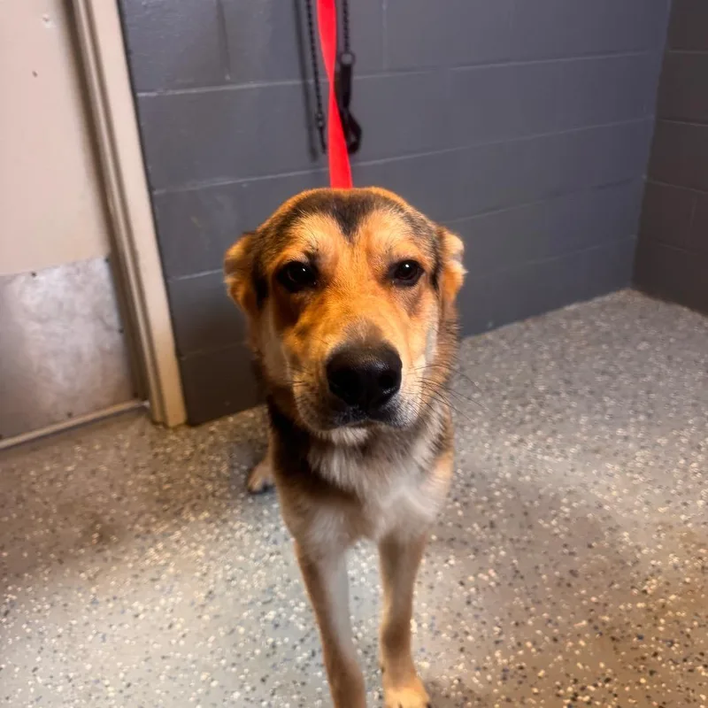 A young large-sized male Yellow / Tan / Blond / Fawn German Shepherd Dog dog named Ranger for adoption in Tuscaloosa, AL