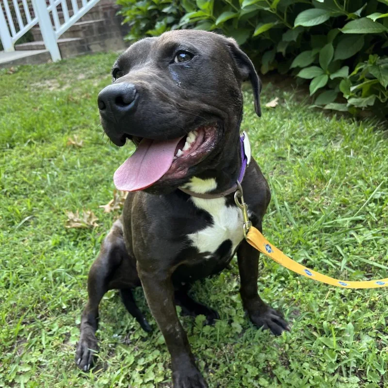 A young medium-sized female Brown / Chocolate Mixed Breed dog named Gretchen for adoption in Sequatchie, TN