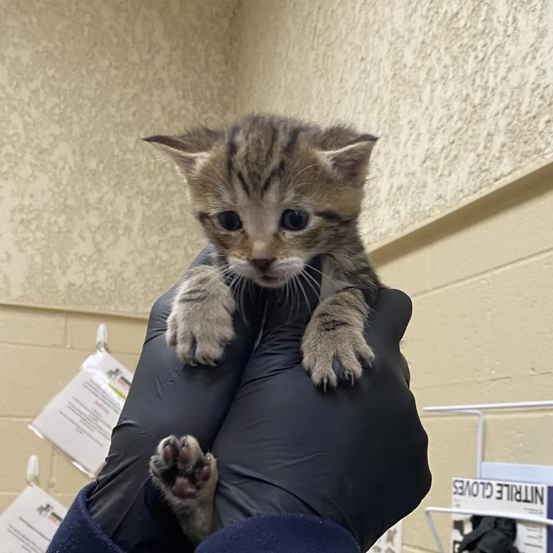 A baby small-sized male Brown / Chocolate Domestic Short Hair cat named Westie for adoption in Winston-Salem, NC