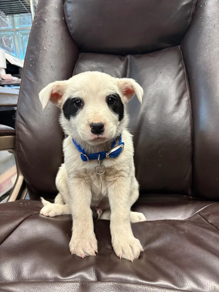A baby medium-sized male Australian Cattle Dog / Blue Heeler dog named Holstein for adoption in Reno, NV