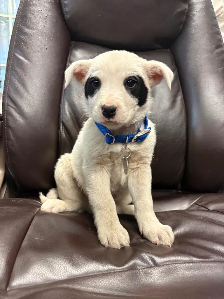 Holstein thumbnail 2