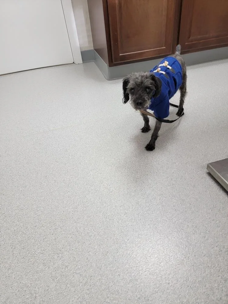 An adult small-sized male Gray / Blue / Silver Yorkshire Terrier dog named Boo Boop for adoption in Forked River, NJ