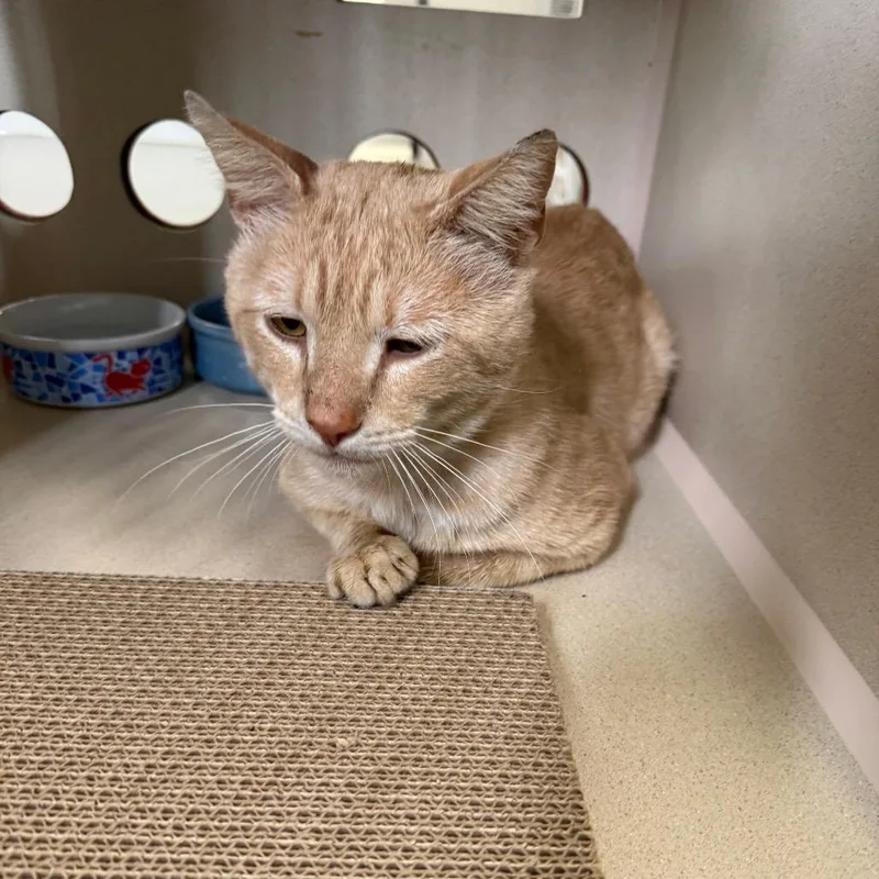 An adult large-sized male Buff / Tan / Fawn Domestic Short Hair cat named Peter for adoption in Houston, TX