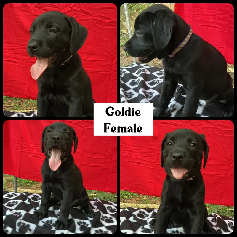 Goldie  "Duck" Litter thumbnail 2
