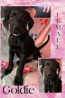 Goldie  "Duck" Litter thumbnail 4