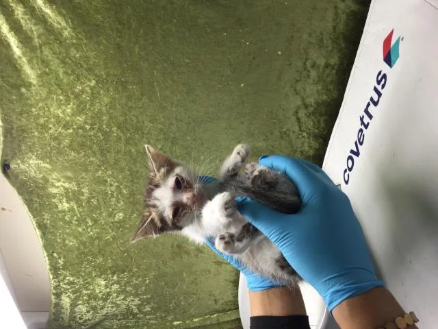 A baby small-sized male Domestic Short Hair cat named Ricky for adoption in Riverside, CA