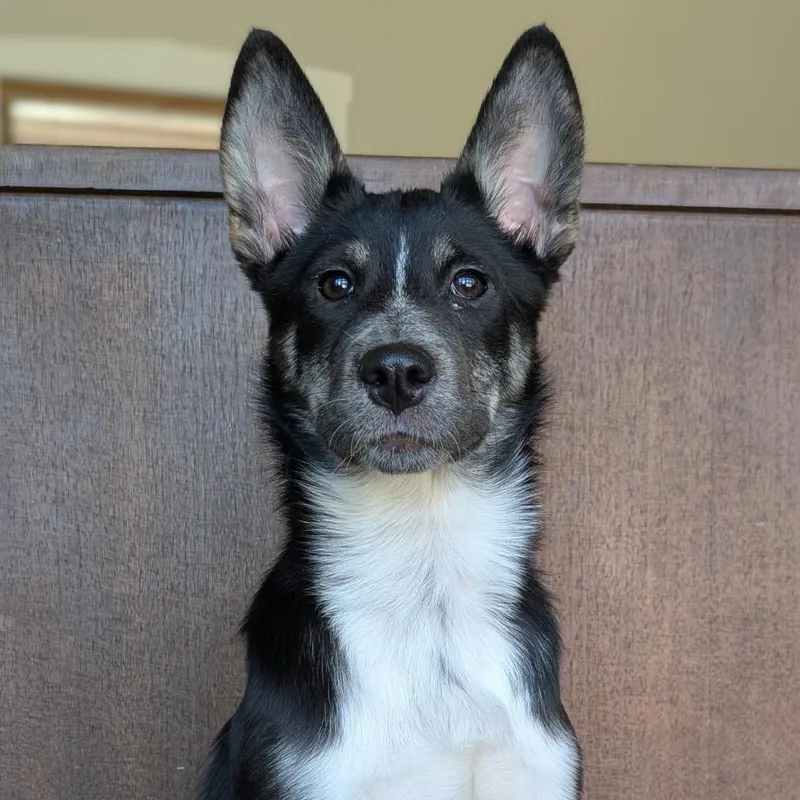 A baby medium-sized female Black German Shepherd Dog dog named Asher for adoption in Fredericksburg, TX