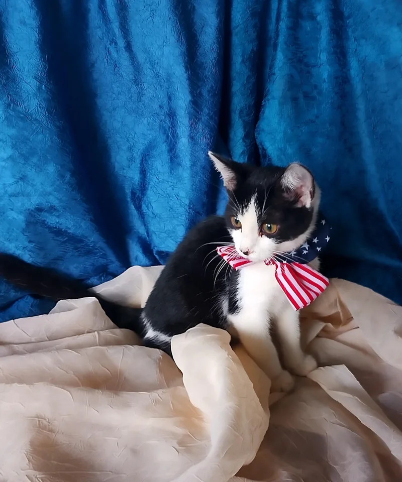 A baby medium-sized female Black & White / Tuxedo Domestic Short Hair cat named Winnie for adoption in Thorofare, NJ