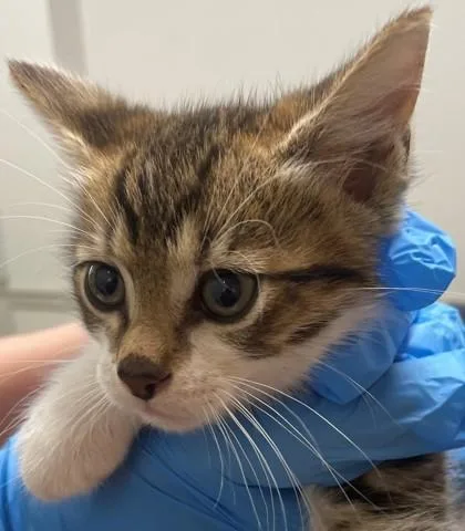An adult small-sized male Domestic Short Hair cat named Croissant for adoption in Shreveport, LA