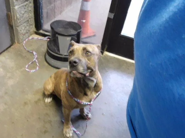 An adult medium-sized female American Bulldog dog named Akita for adoption in Tulsa, OK