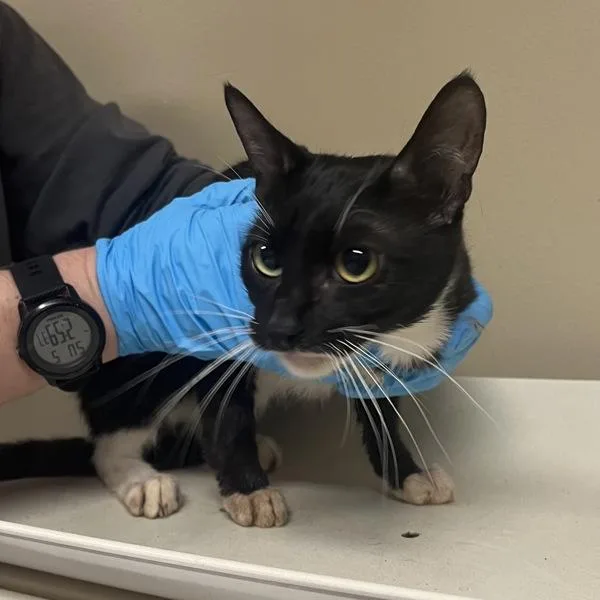 An adult small-sized female Domestic Short Hair cat named Kimmy Schmidt for adoption in Troutdale, OR