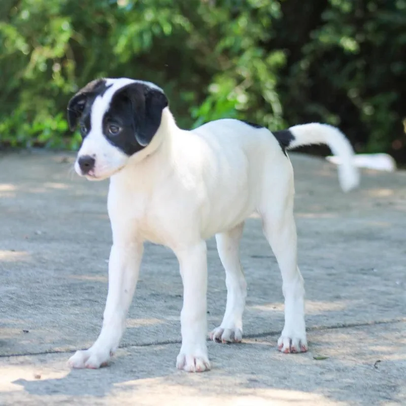 A baby large-sized female Tricolor (Brown, Black, & White) Mixed Breed dog named Estelle for adoption in Groveland, MA