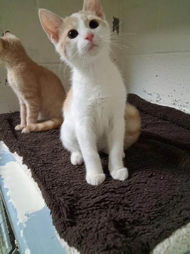 A baby small-sized male Domestic Short Hair cat named John Jonah Jamison for adoption in Ada, OK