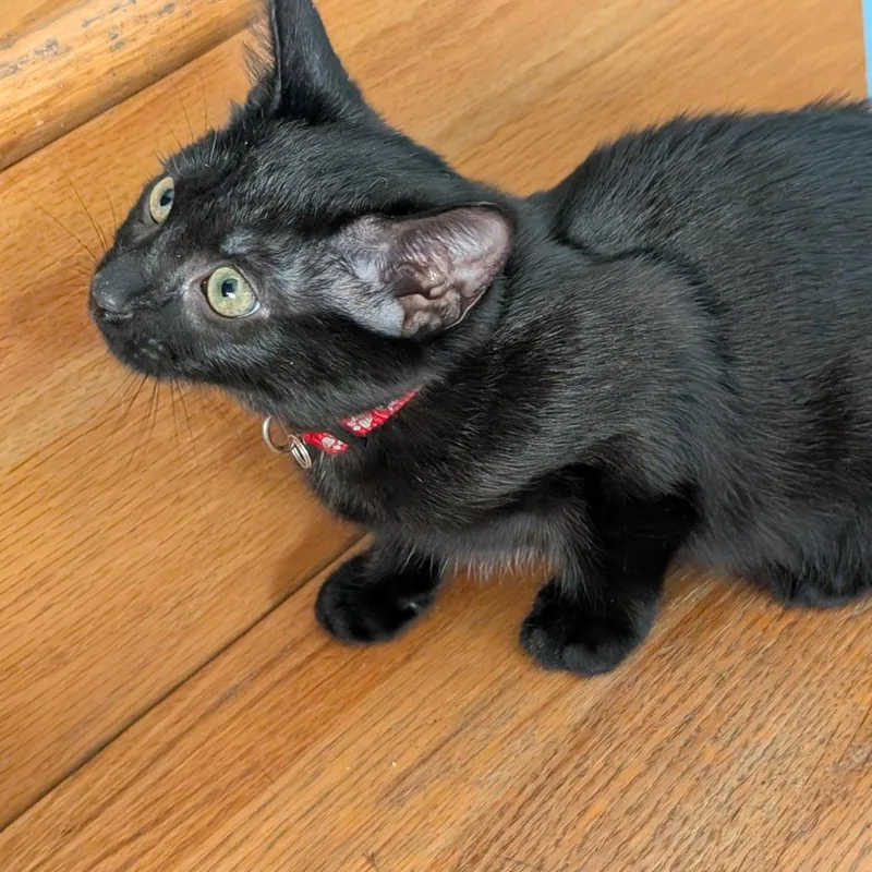 Figaro thumbnail 2