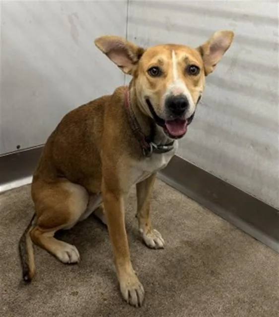 A young large-sized female Pit Bull Terrier dog named Cam for adoption in San Bernardino, CA