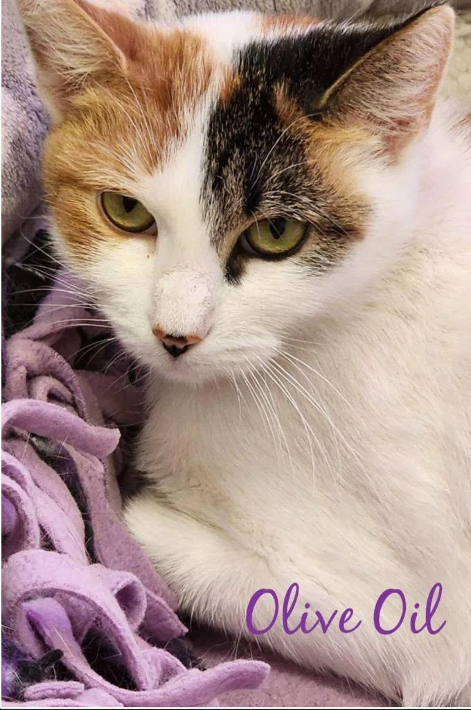 Olive Oil thumbnail 2