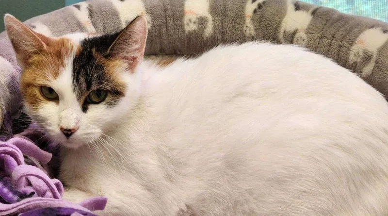 Olive Oil thumbnail 3