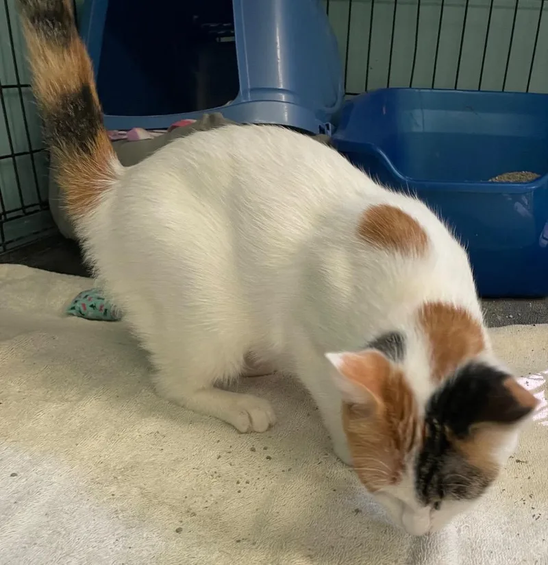 Olive Oil thumbnail 4