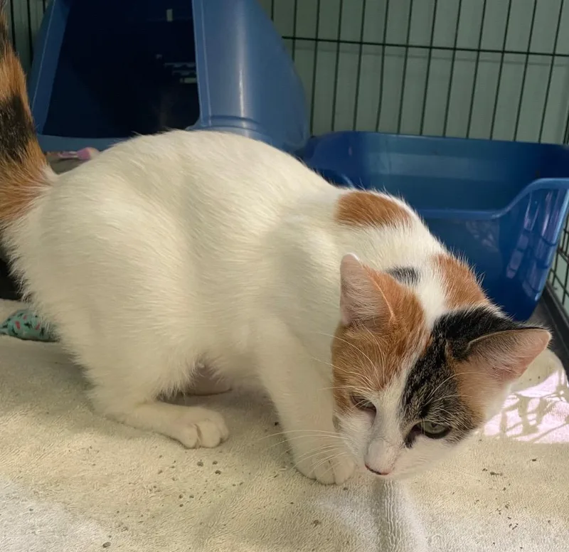 Olive Oil thumbnail 5